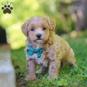 Norris, Maltipoo Puppy